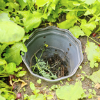 Drop Root Plus - vermicomposter