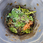 Drop Root Plus - vermicomposter